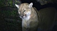 Woman Killed In Rare Mountain Lion Attack On Colorado Hiking Trail