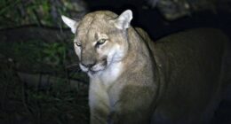 Woman Killed In Rare Mountain Lion Attack On Colorado Hiking Trail