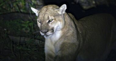 Woman Killed In Rare Mountain Lion Attack On Colorado Hiking Trail