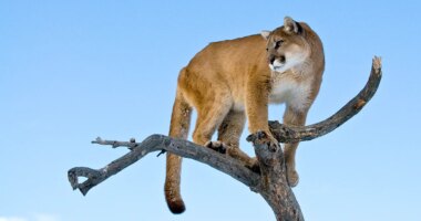 Woman suspected to have been killed in Colorado's first fatal mountain lion attack in over two decades