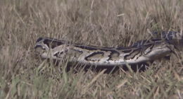A GIF of a python slithering through the grass