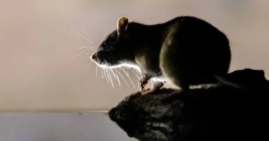 Zoo lets you send your ‘rat’ ex to the hyenas for Valentine’s Day