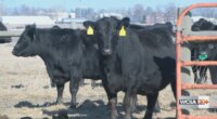 ‘Cattle have a built in heater’: U of I Extension specialist shares how cows keep warm in frigid temperatures