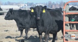 ‘Cattle have a built in heater’: U of I Extension specialist shares how cows keep warm in frigid temperatures