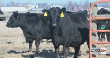 ‘Cattle have a built in heater’: U of I Extension specialist shares how cows keep warm in frigid temperatures
