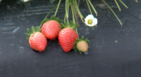 ‘Strawberry Igloos’: Farmers battle frost to save Valentine’s Day berries
