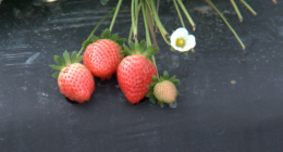‘Strawberry Igloos’: Farmers battle frost to save Valentine’s Day berries