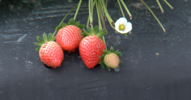 ‘Strawberry Igloos’: Farmers battle frost to save Valentine’s Day berries