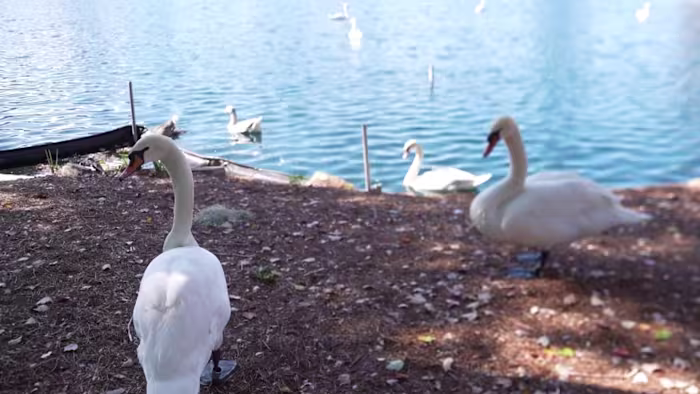 ‘Try to minimize the spread:’ Nearly 30% of Lake Eola swans dead from bird flu