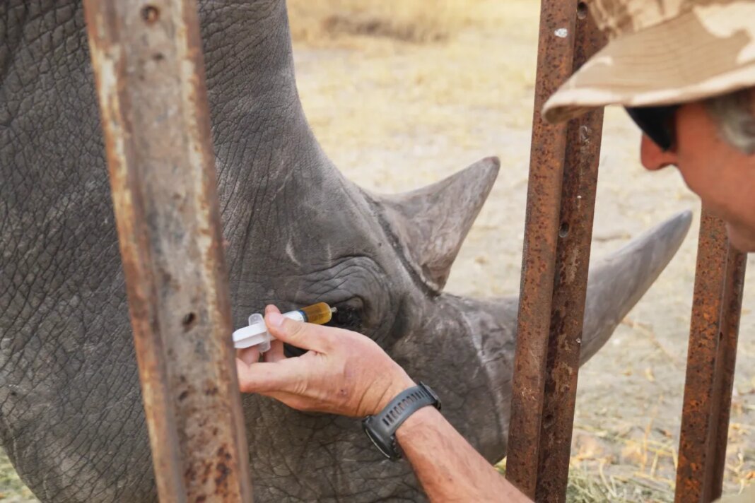 In this August 2025 photo provided by the Palm Beach Zoo & Conservation Society, Daniel Terblanche applies medicine to an an endangered white rhino
