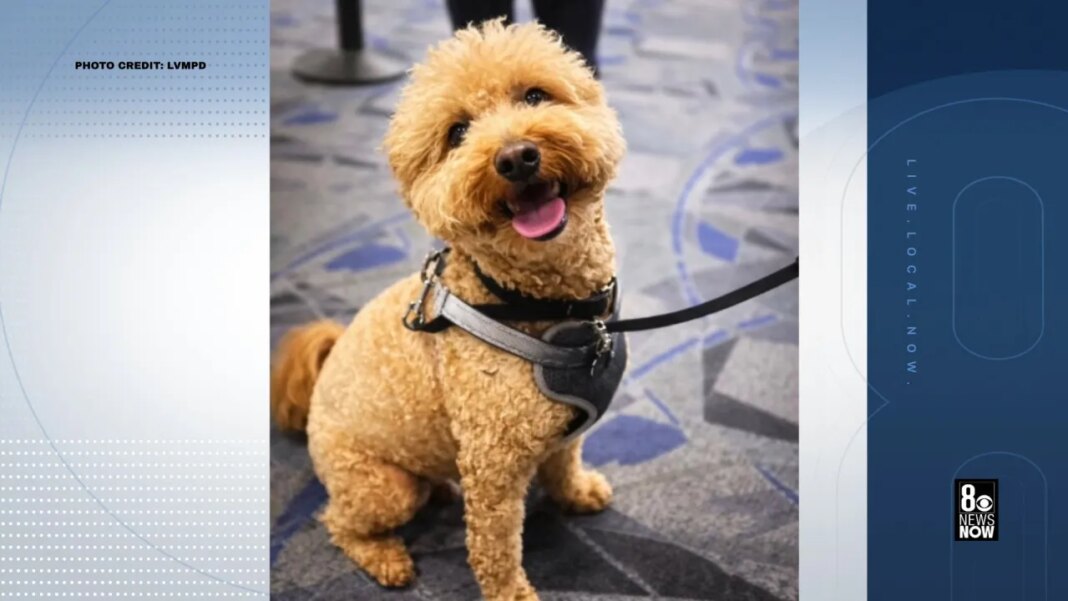Abandoned dog at Reid Airport in Las Vegas finds forever home