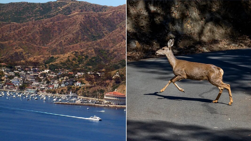 California approves controversial sharpshooter plan to eradicate invasive deer on Catalina Island