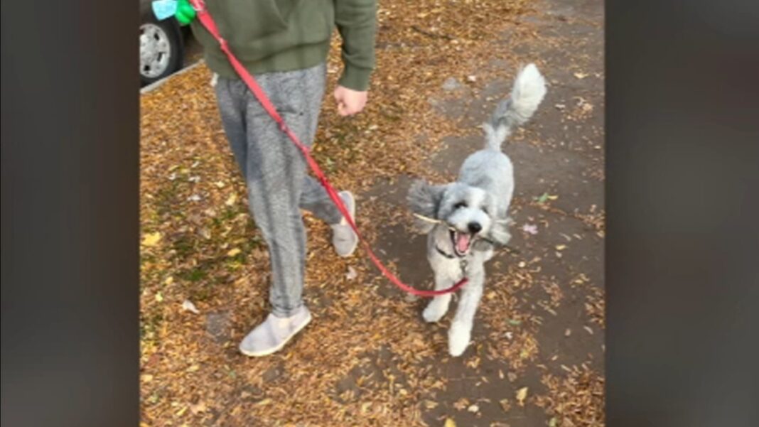 Chicago crime: Good Samaritans help reunite dog stolen near day care in Lincoln Park with family, pet owner Erin Franzblau says