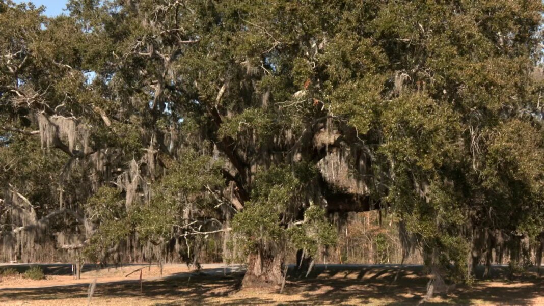 Community rallies to save 300-year-old live oak tree, Georgia Power postpones removal