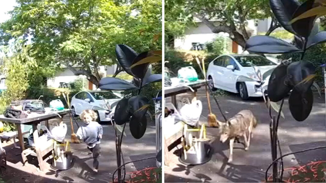 Coyote caught on video chasing 3-year-old boy outside of Pasadena, California home