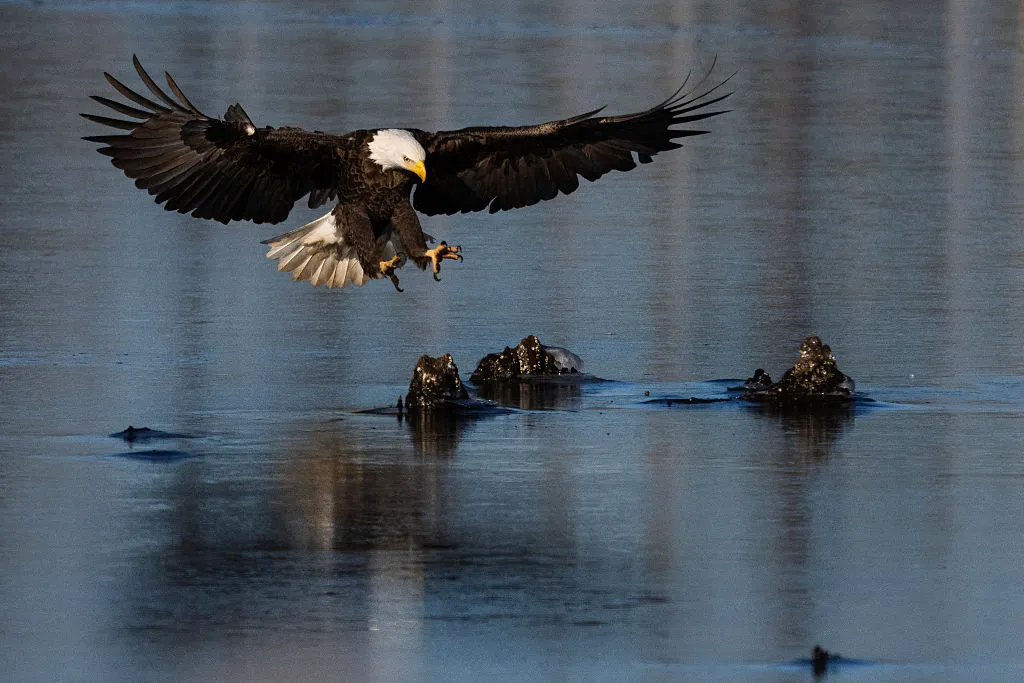 Death of bald eagle spurs push for hunters to use lead-free ammo