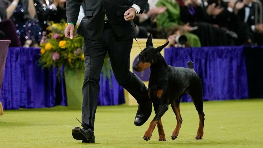 Doberman pinscher named Penny wins best in show at the 150th annual Westminster Kennel Club Dog Show