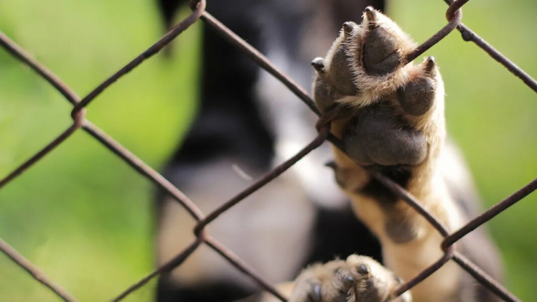 Effingham Co. Animal Shelter says kennels are full, looking for community help