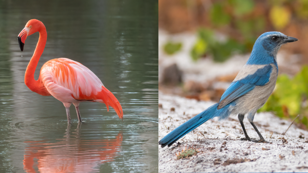 Flamingo state bird bill soars through Florida House. Will it take flight in the Senate?