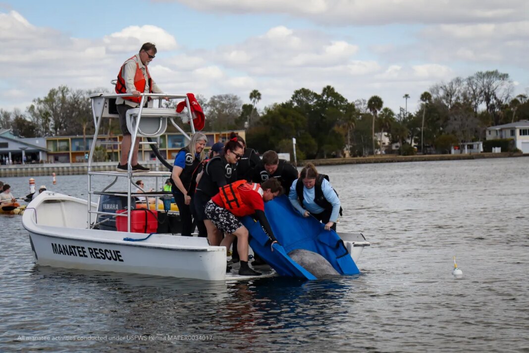 Georgia Aquarium returns rehabilitated manatee to Florida waters