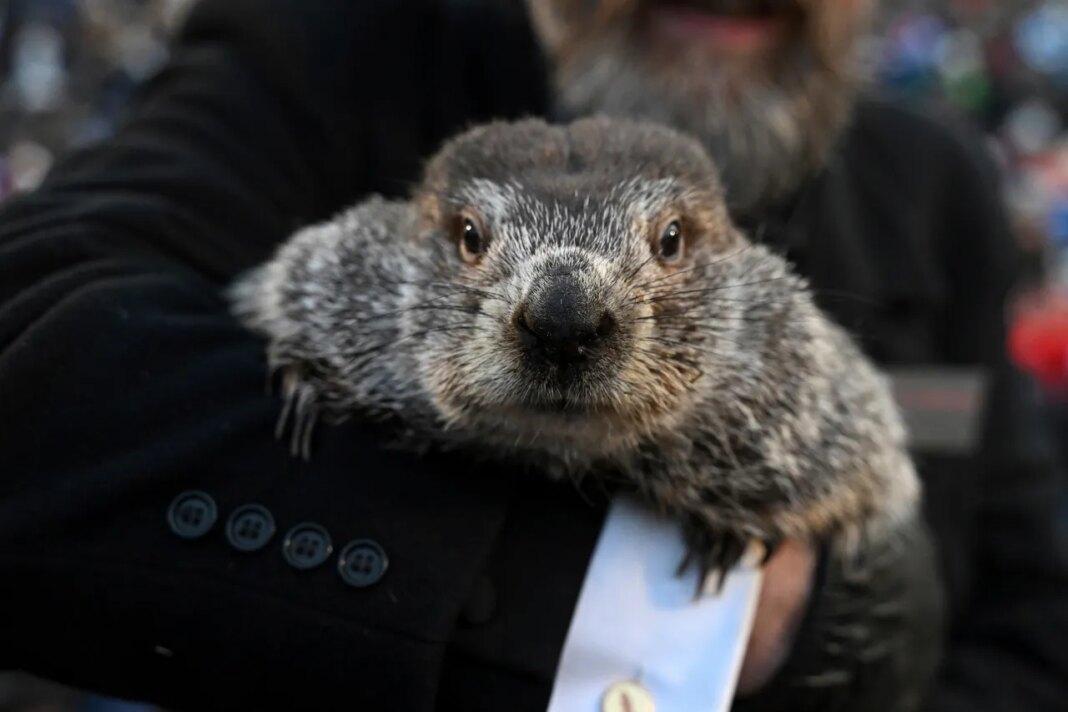 FILE - Groundhog Club handler A.J. Dereume holds Punxsutawney Phil, the weather prognosticating groundhog, during the 137th celebration of Groundhog Day on Gobbler