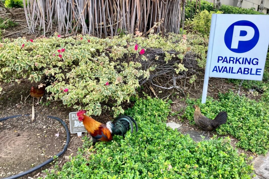 Feral chickens wander around near downtown Honolulu on April 19, 2023. (AP Photo/Jennifer Sinco Kelleher)