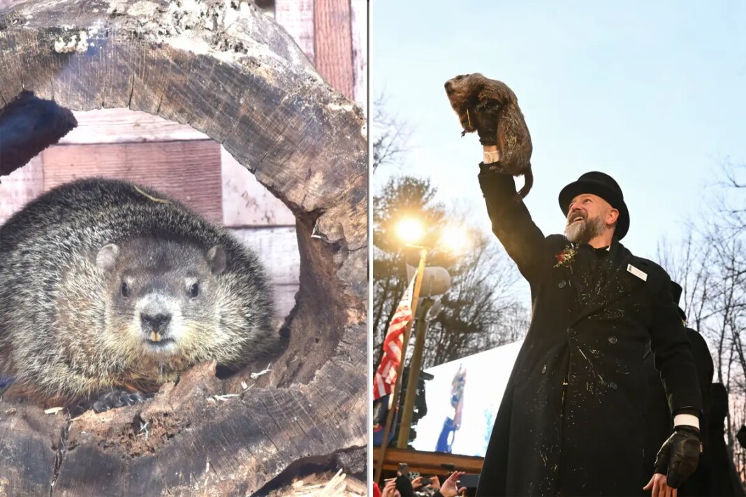 Here's when and where Punxsutawney Phil and Staten Island Chuck will make their predictions