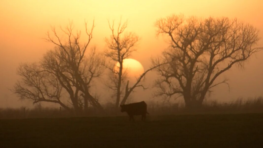 Kansas rancher loses hundreds of cattle as 300,000 acres burned in wildfire