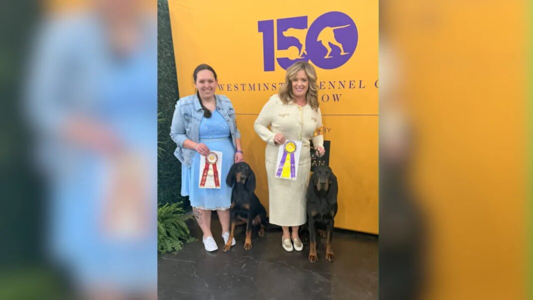 Kingsport coonhound awarded at annual dog show in New York