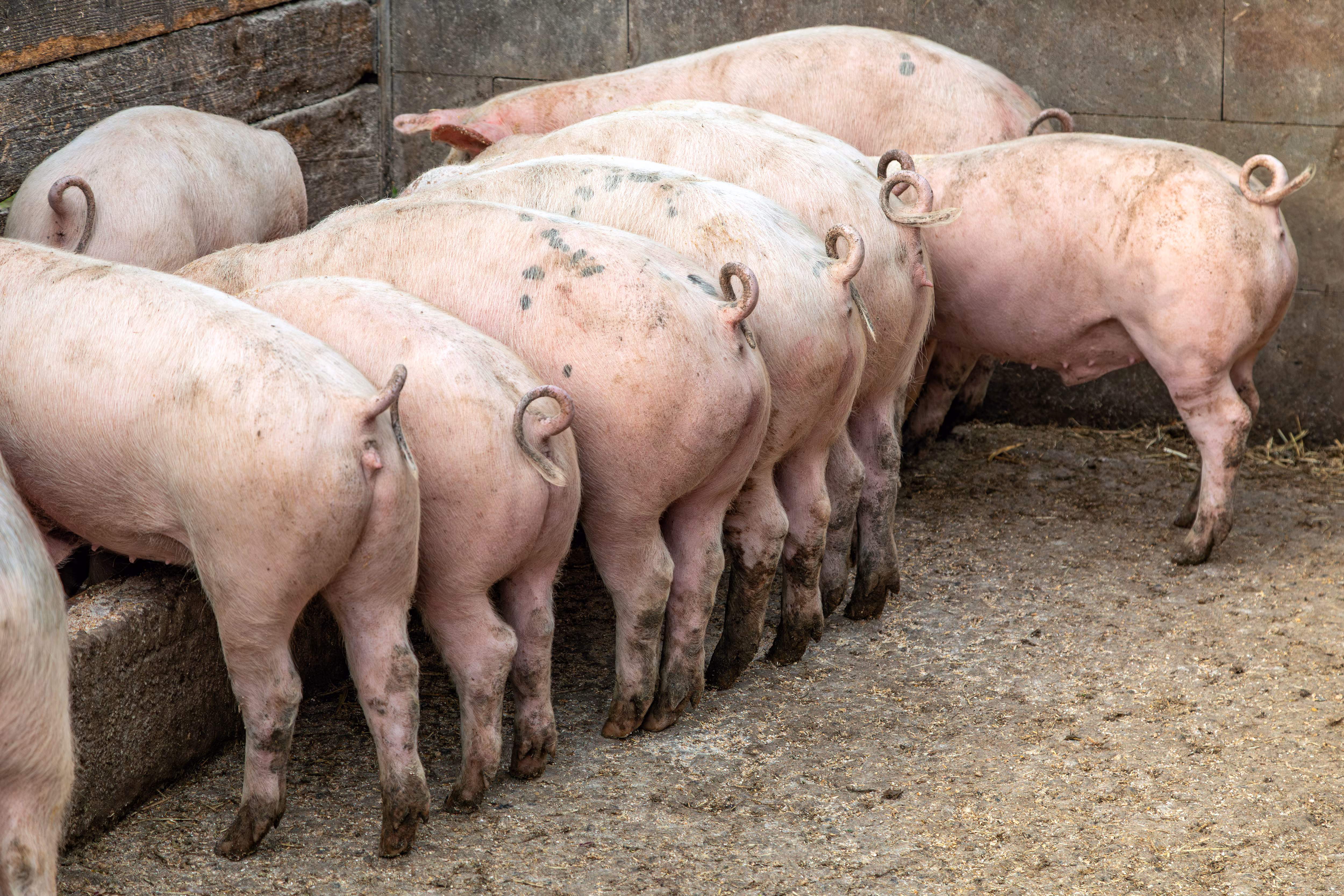 “Let the Hogs Eat Him”: Man Sentenced for Murder-for-Hire Plot to Feed Girlfriend’s Ex to Pigs