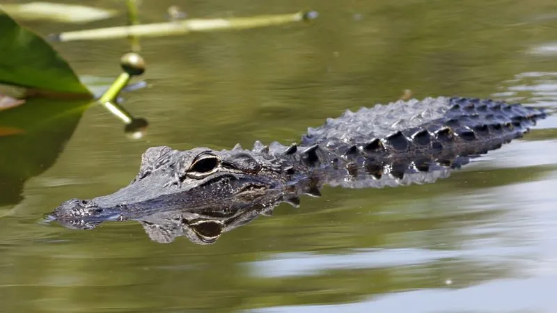Man, 2 minors accused of illegally taking, killing alligators in Sarasota: FWC