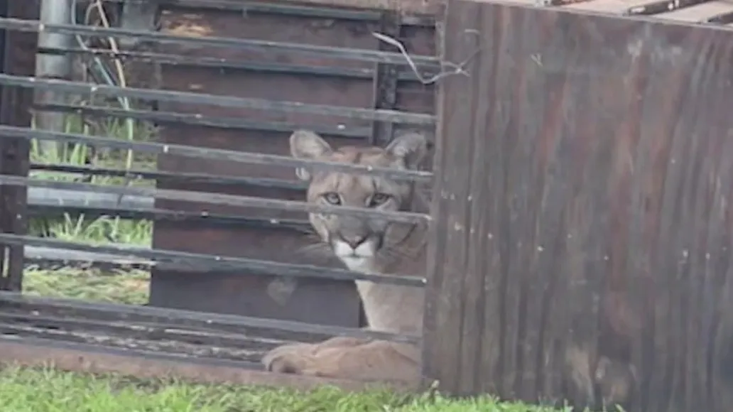 Mountain lion trapped by San Diego County family