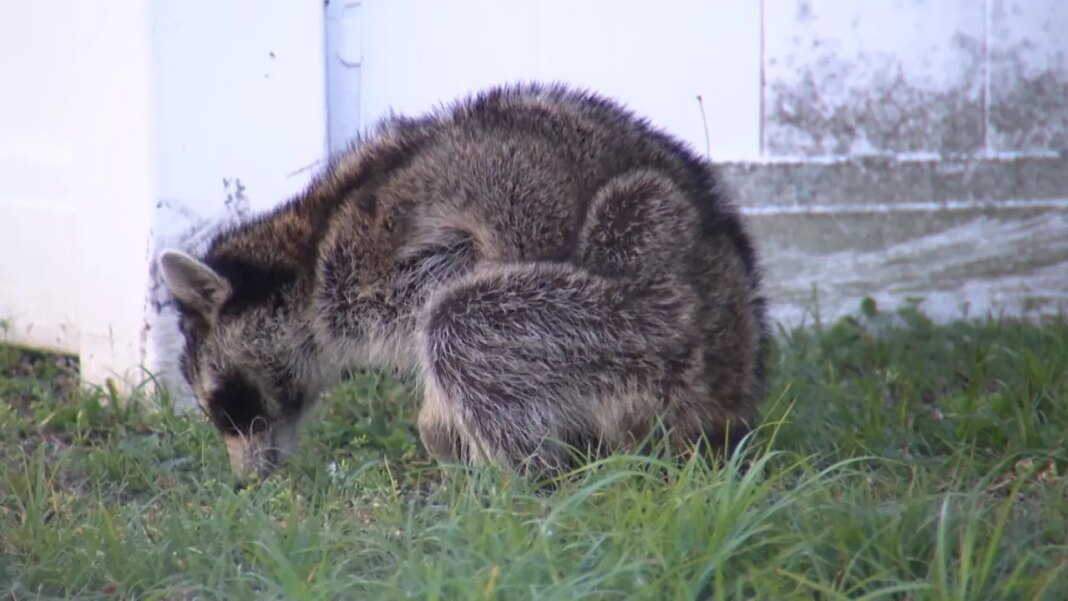Neighbors in Lutz express concerns over distressed raccoon