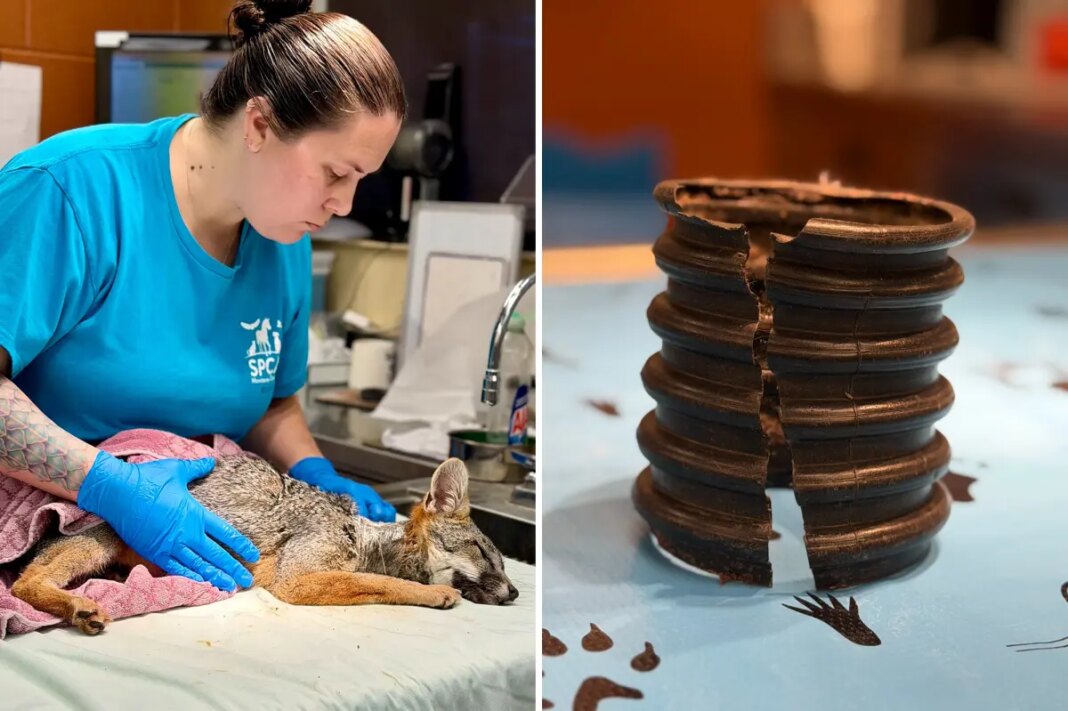 Neighbors rescue fox trapped with plastic pipe stuck around its neck