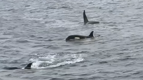 Six orcas were filmed viciously killing a great white shark off South Australia's Neptune Islands in 2015.