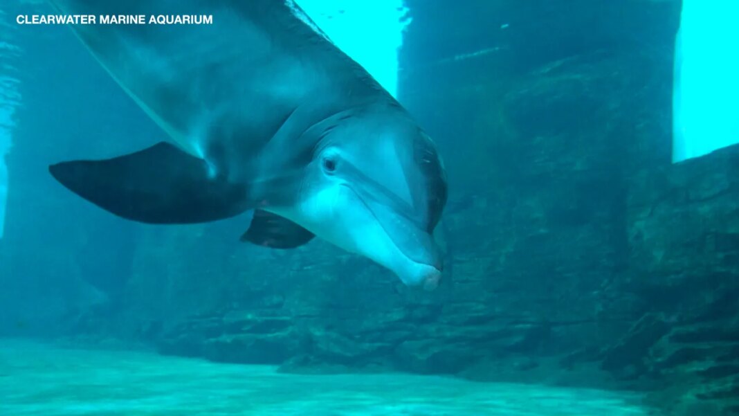 Nick’s Pick: Dolphin at Clearwater Marine Aquarium predicts Super Bowl winner