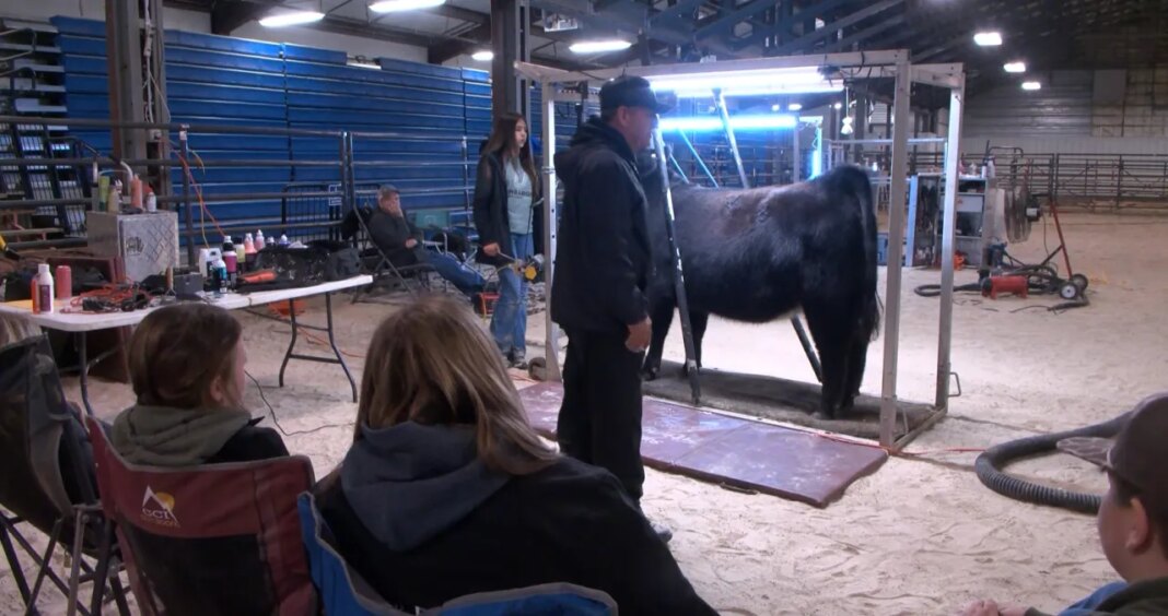 Oklahoma cattle expert visits Blountville, hosts hands-on class with students