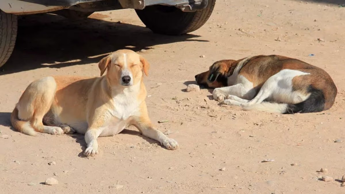 Outrage as 3 MILLION dogs to be 'massacred' ahead of the World Cup