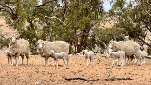Farmer wants drought declared in South Australia.