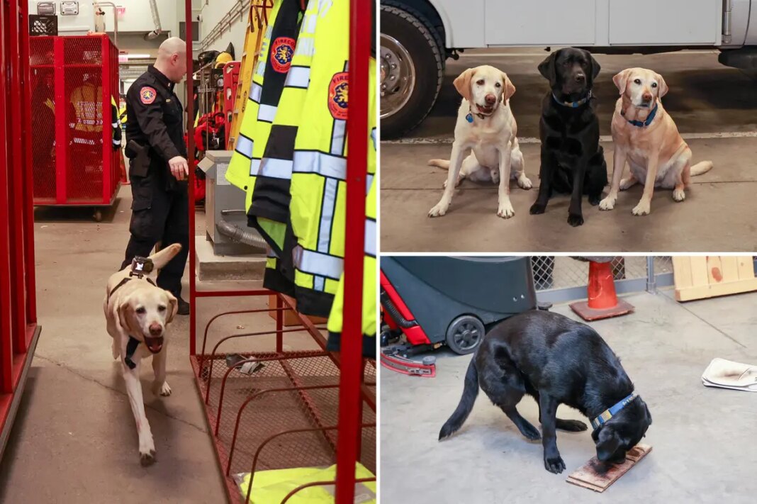 The elite Long Island K-9 unit who've been busting perps since they were pups