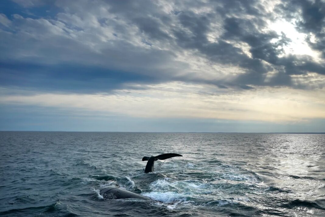 FILE - A pair of North Atlantic right whales interact at the surface of Cape Cod Bay, Monday, March 27, 2023, in Massachusetts. (AP Photo/Robert F. Bukaty, NOAA permit # 21371)