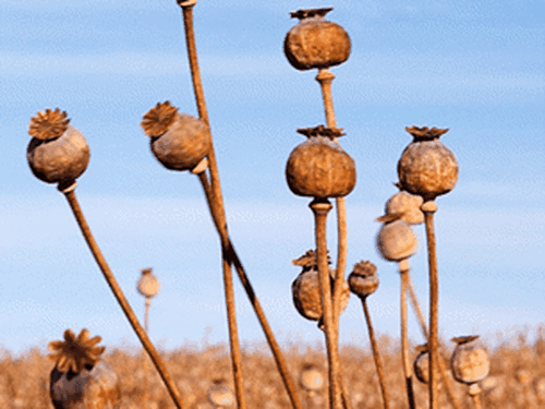 More than 1500 alkaloid poppy plant heads were stolen from the Ballarat farm recently.
