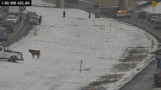 WATCH: Multiple cows run loose in the snow after escape from livestock trailer