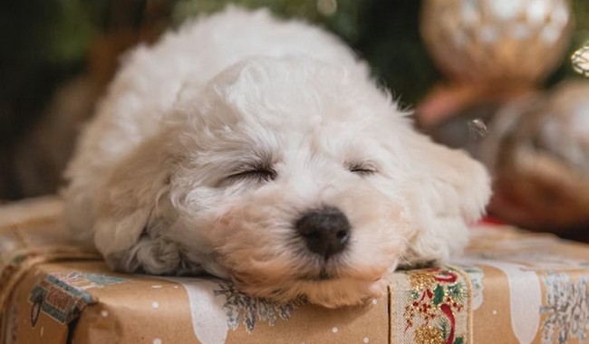 Watch: How Ring Built a Neighborhood Spy Network with Your Help