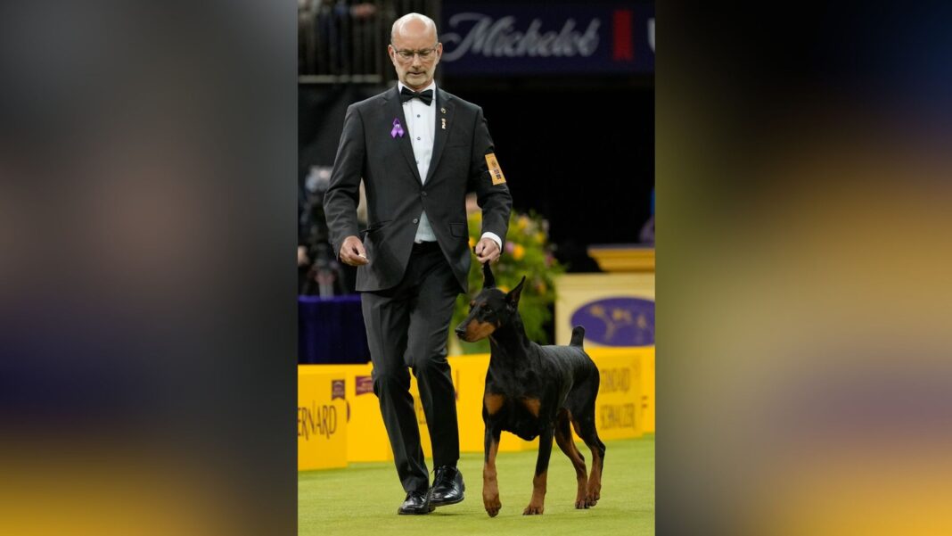 Westminster Kennel Club Dog Show: Doberman pinscher named Penny wins best in show at 150th competition