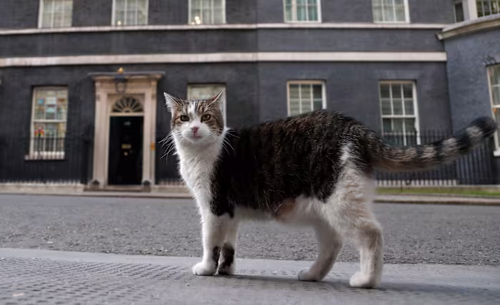 ‘First feline’ Larry marks 15 years as Britain’s political top cat