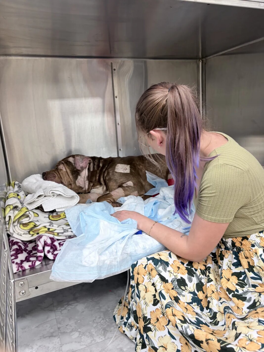 2 dogs run over, 1 killed, after pets dumped behind Largo Mall