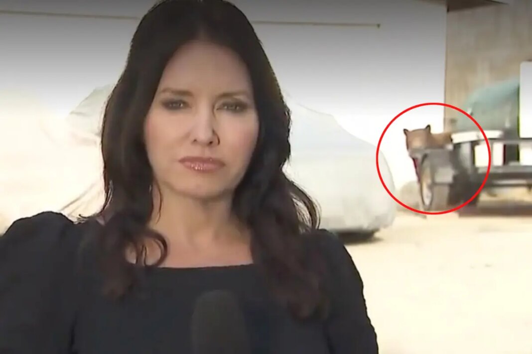Bear crashes KTLA reporter’s live shot while she’s covering Monrovia attack