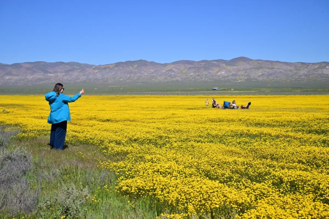 California's wildflower boom is inching closer to a superbloom — see the colors that are exlpoding in the desert