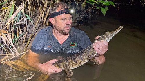 The crocodile was captured around three kilometres from where it was first spotted. Freshwater crocodiles are not usually found in New South Wales.